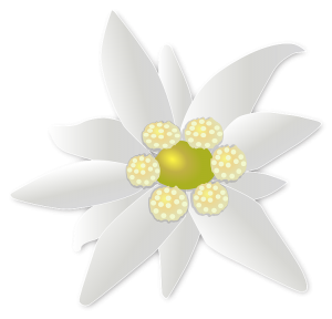 Edelweiss PNG-66283